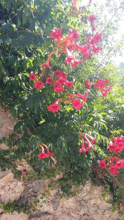 Son Niu Vell - La Hermossa Pension Valldemossa  Buitenkant foto